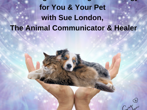 Pet Messages & Healing Reiki Energy for you & your pet